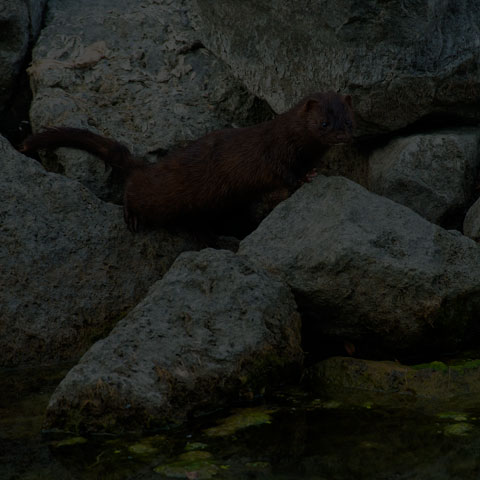 American Mink