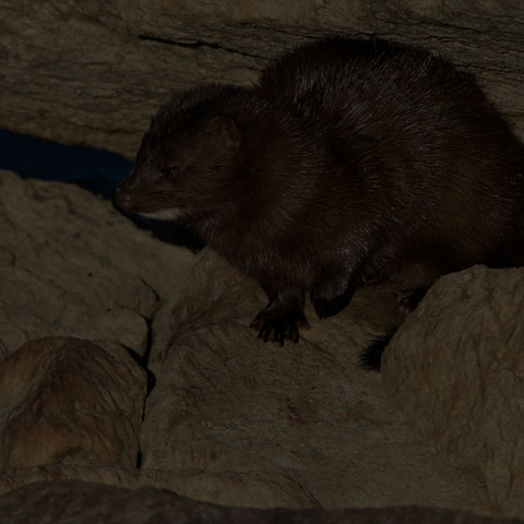 American Mink