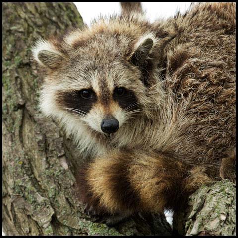 Common Raccoon