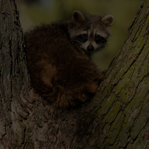 Common Raccoon