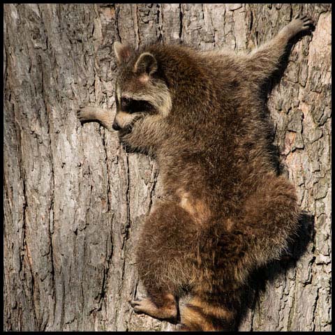 Common Raccoon