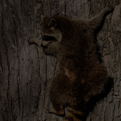 Common Raccoon