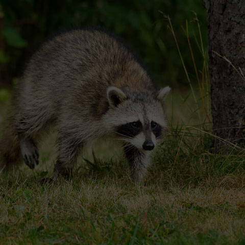 Common Raccoon