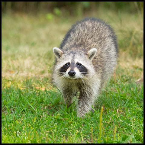 Common Raccoon