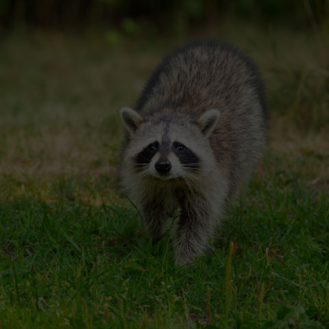 Common Raccoon