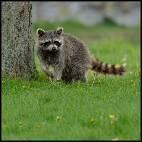 Common Raccoon