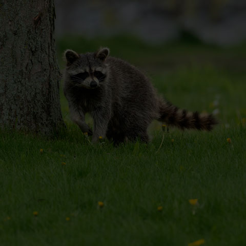 Common Raccoon