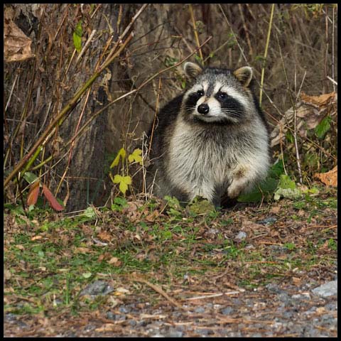 Common Raccoon