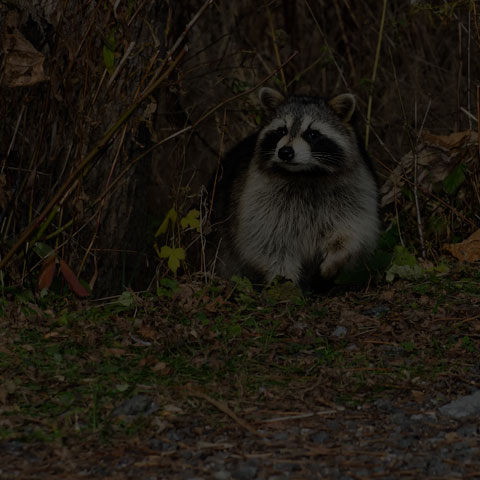 Common Raccoon