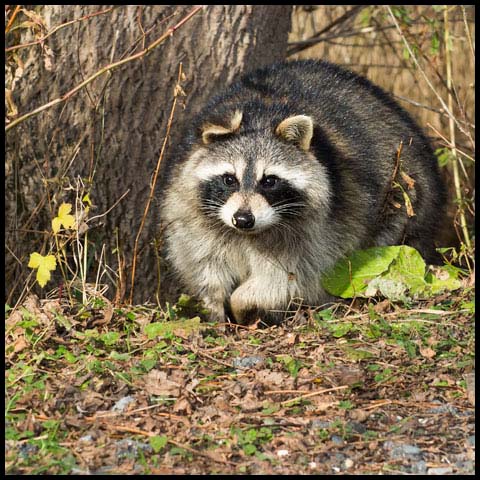 Common Raccoon