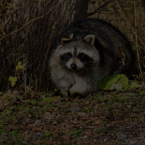 Common Raccoon