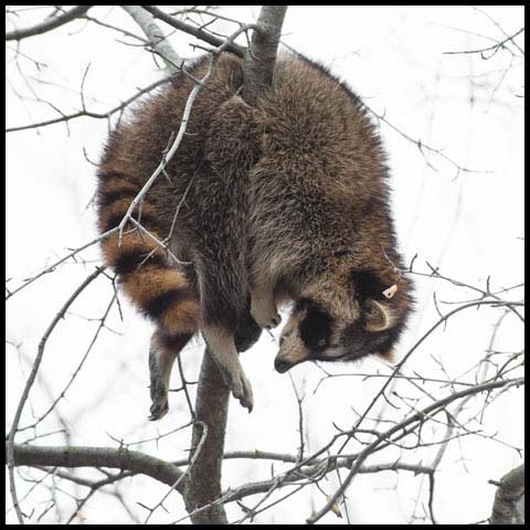 Common Raccoon