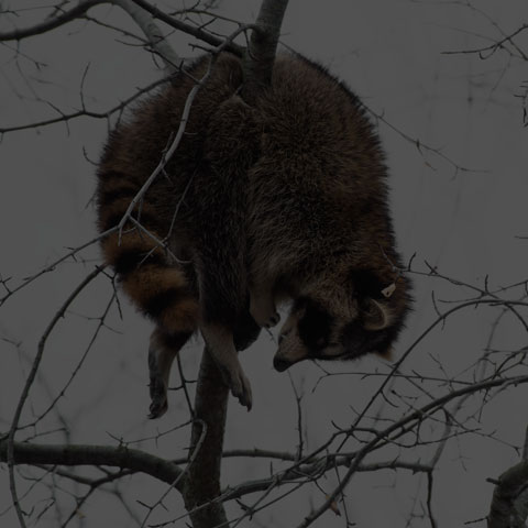 Common Raccoon