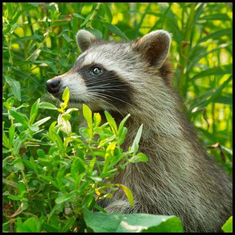 Common Raccoon