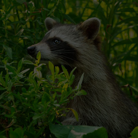 Common Raccoon