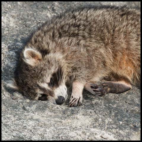 Common Raccoon