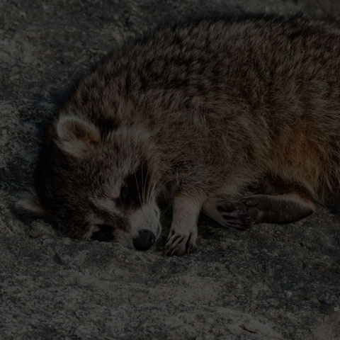 Common Raccoon