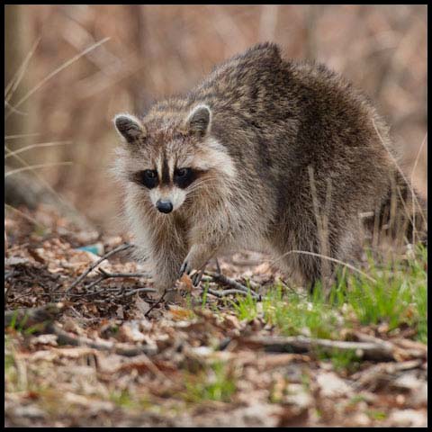 Common Raccoon