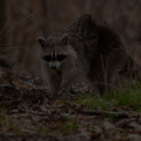 Common Raccoon