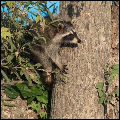 Common Raccoon