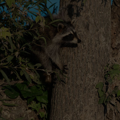 Common Raccoon