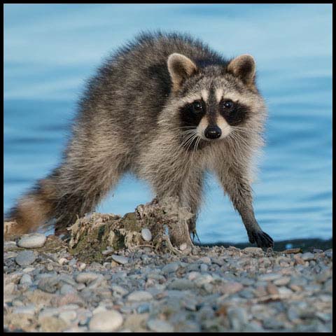 Common Raccoon