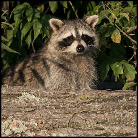 Common Raccoon