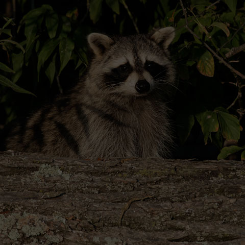 Common Raccoon