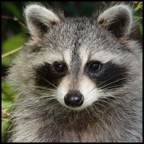 Common Raccoon