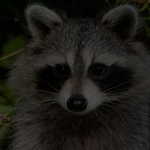 Common Raccoon