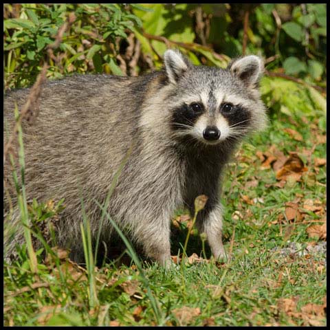 Common Raccoon