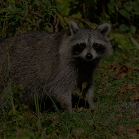 Common Raccoon