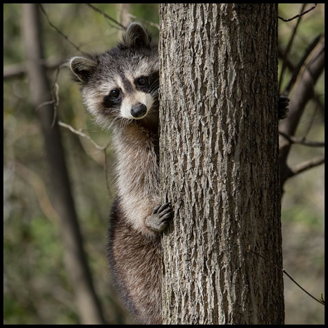 Common Raccoon