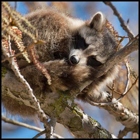 Common Raccoon