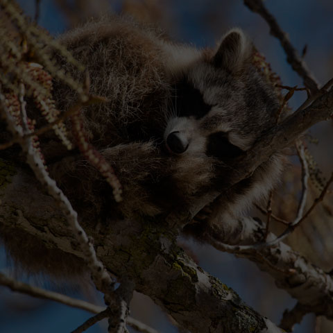 Common Raccoon