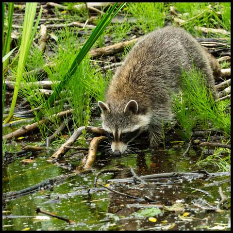 Common Raccoon