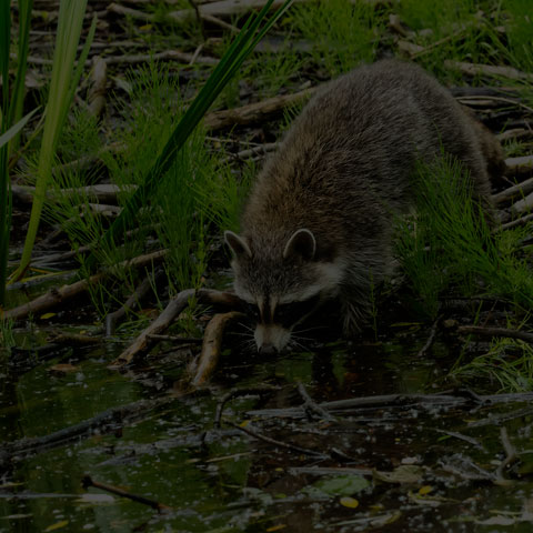 Common Raccoon