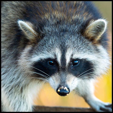 Common Raccoon