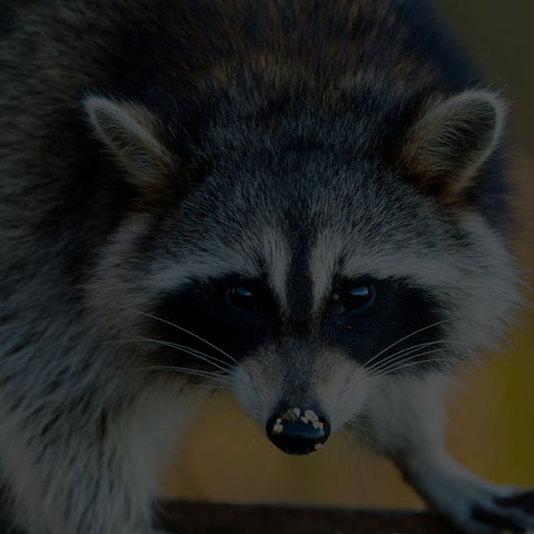 Common Raccoon