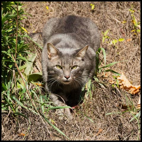 Feral Cat