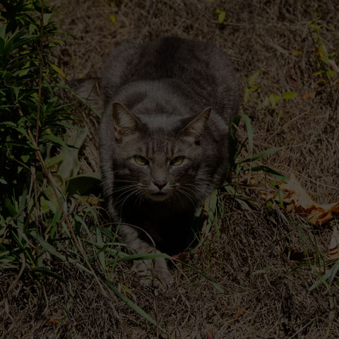 Feral Cat