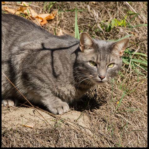 Feral Cat