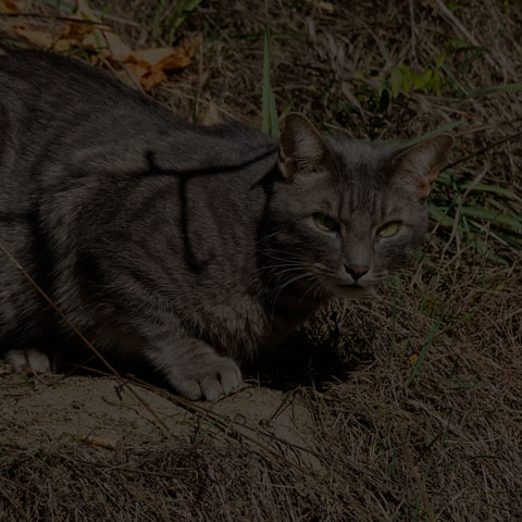 Feral Cat