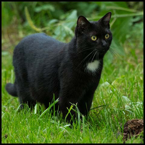 Feral Cat