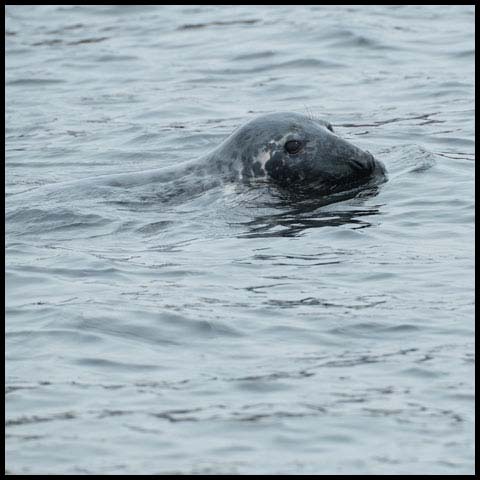 Grey Seal