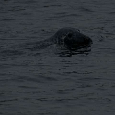 Grey Seal