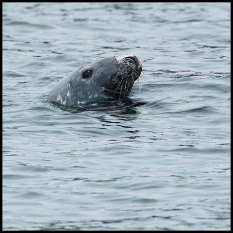 Grey Seal