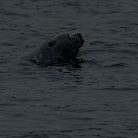 Grey Seal