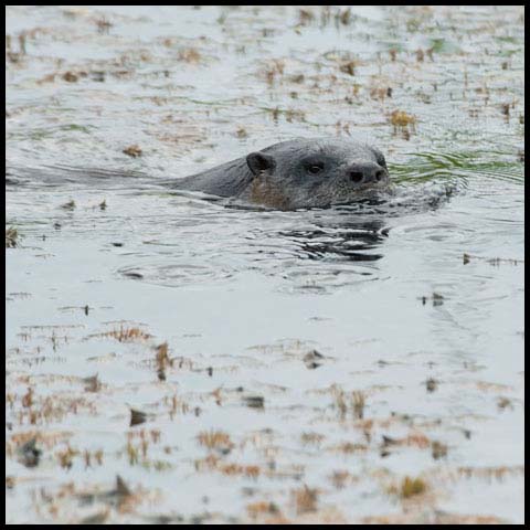 North American River Otter