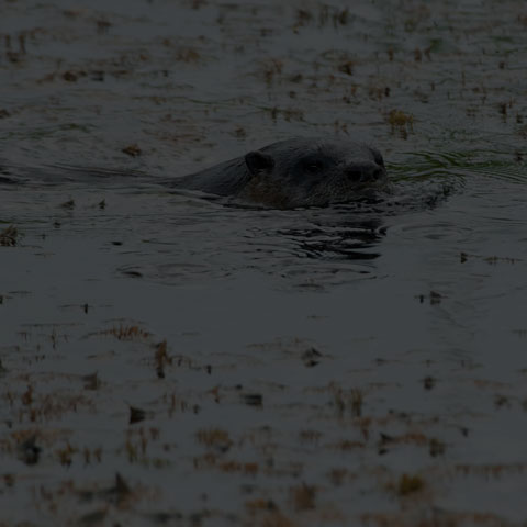 North American River Otter